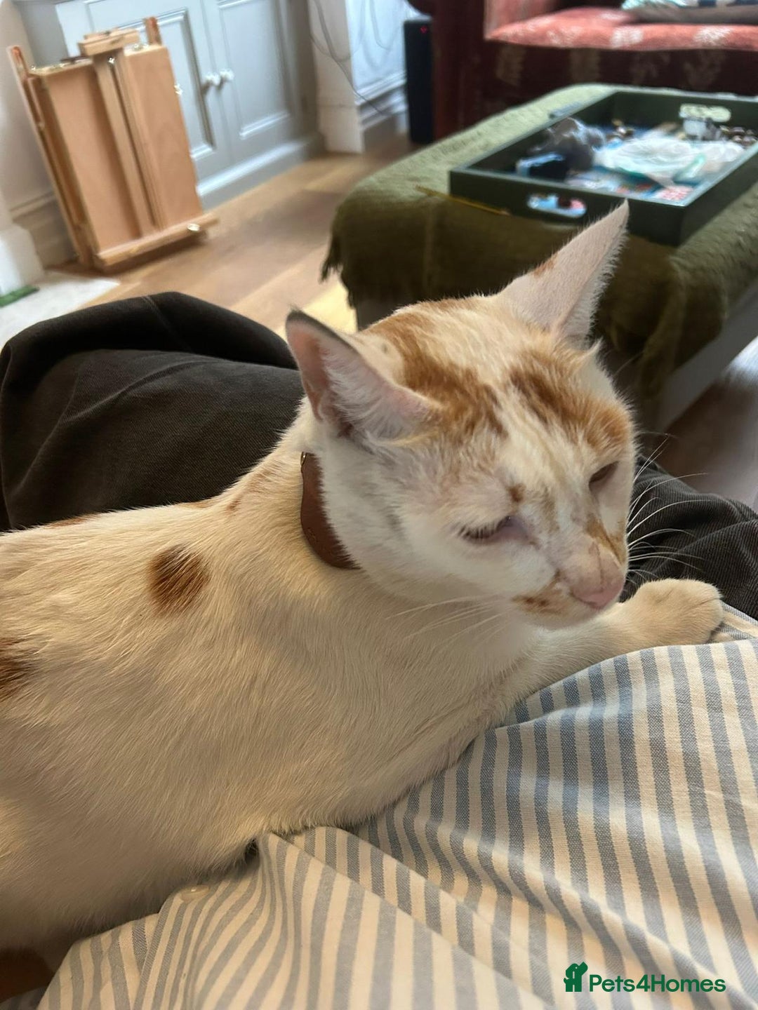 Mixed Breed cats for adoption: HUNK -INTELLIGENT- ALPHA BOY - IN PRIME CONDITION  - Image 7