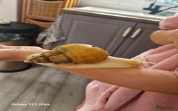 Snails invertebrates for sale: African albino snails (babies) - Image 3