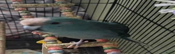Parrots birds for sale: Young male kakariki - Advert 2