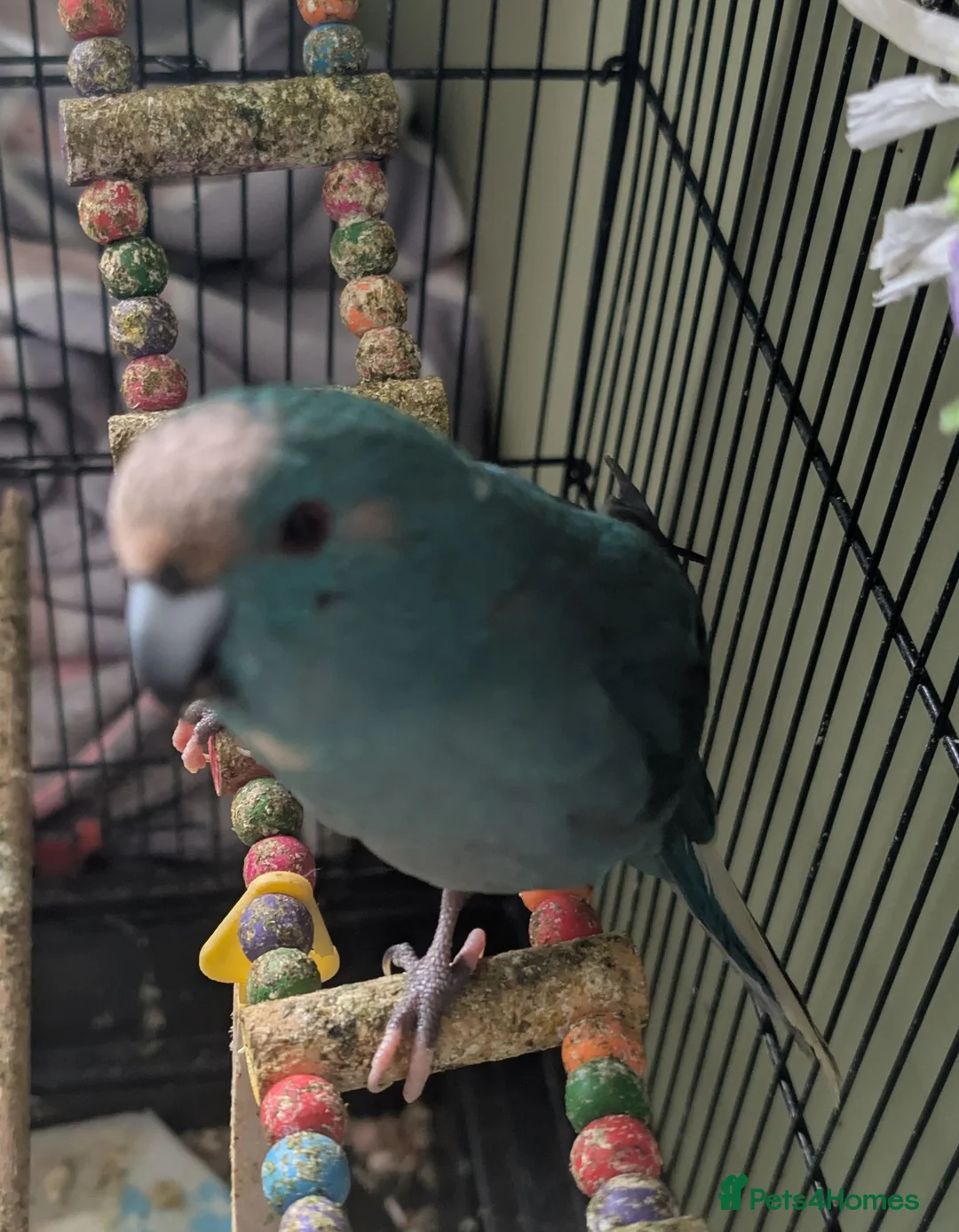 Parrots birds for sale: Young male kakariki - Advert 2