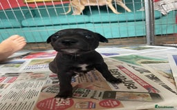 Whippet dogs for sale: The best puppies ever! - Image 16