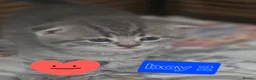 Scottish Fold cats for sale:  🥰Scottish folded in a beautiful colour - Advert 10