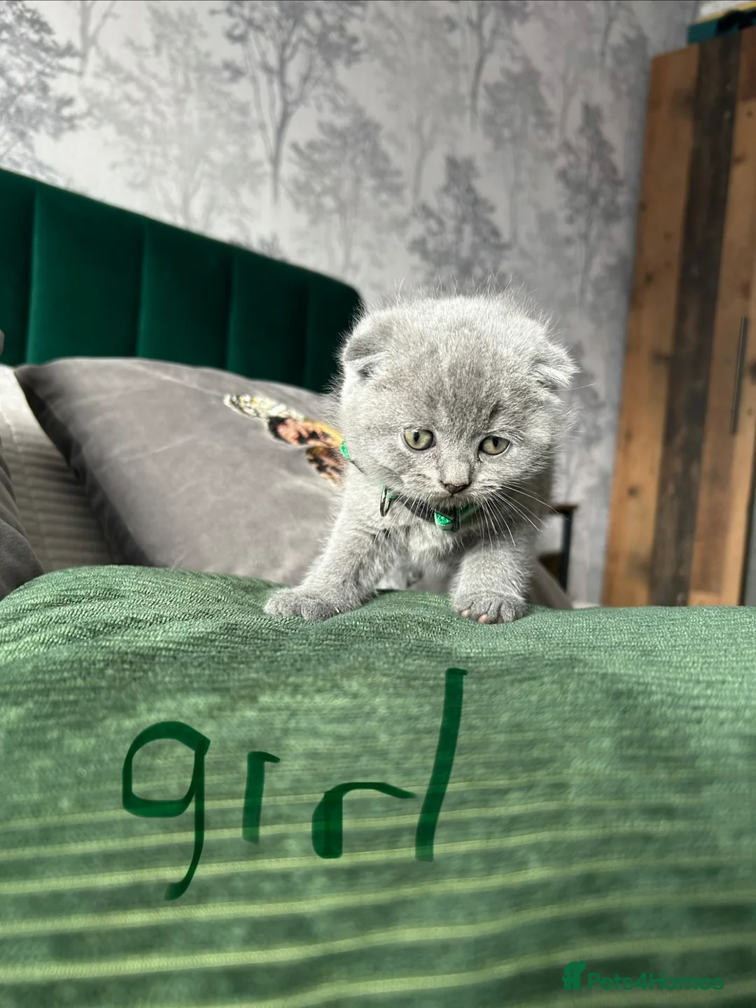 Scottish Fold cats for sale: Scottish folds looking for forever home❣️ ❤️ in Sittingbourne - Advert 2