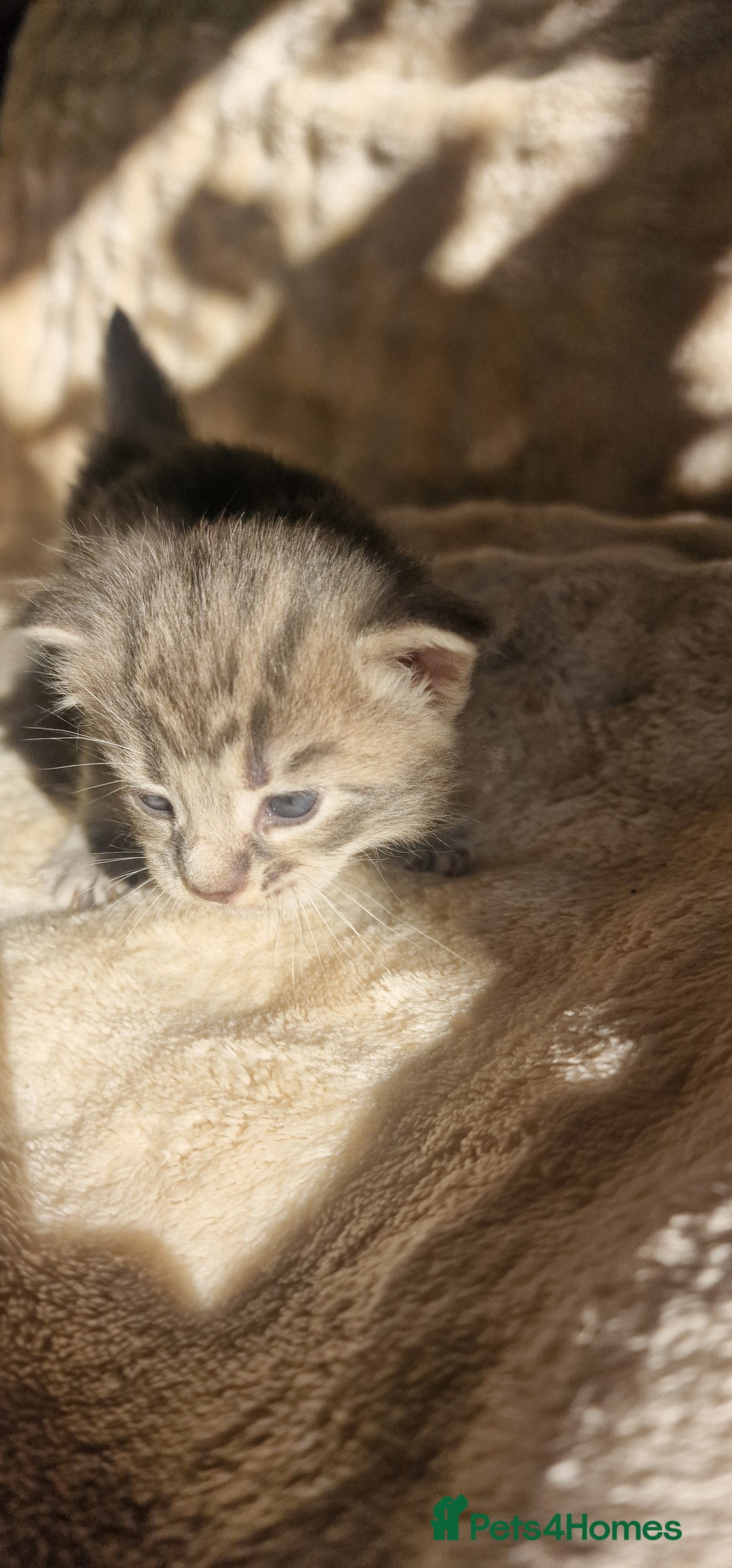 Maine Coon cats for sale: Maine Coon Kittens  - Advert 20