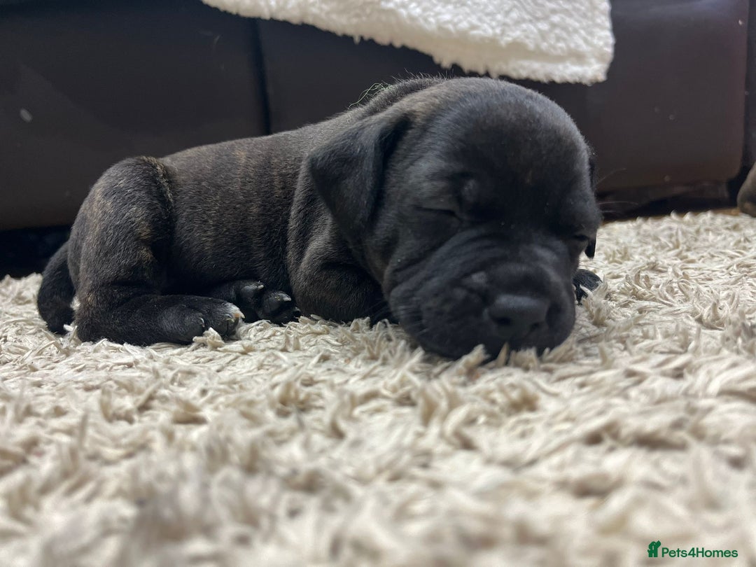 Staffordshire Bull Terrier dogs for sale: 🏅🏆 CHAMPION PLAY BOY BLUE&BLACK STAFFY PUPS - Image 12