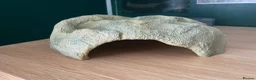 Python Snake reptiles for sale: Complete Setup With Female Royal Python - Advert 12