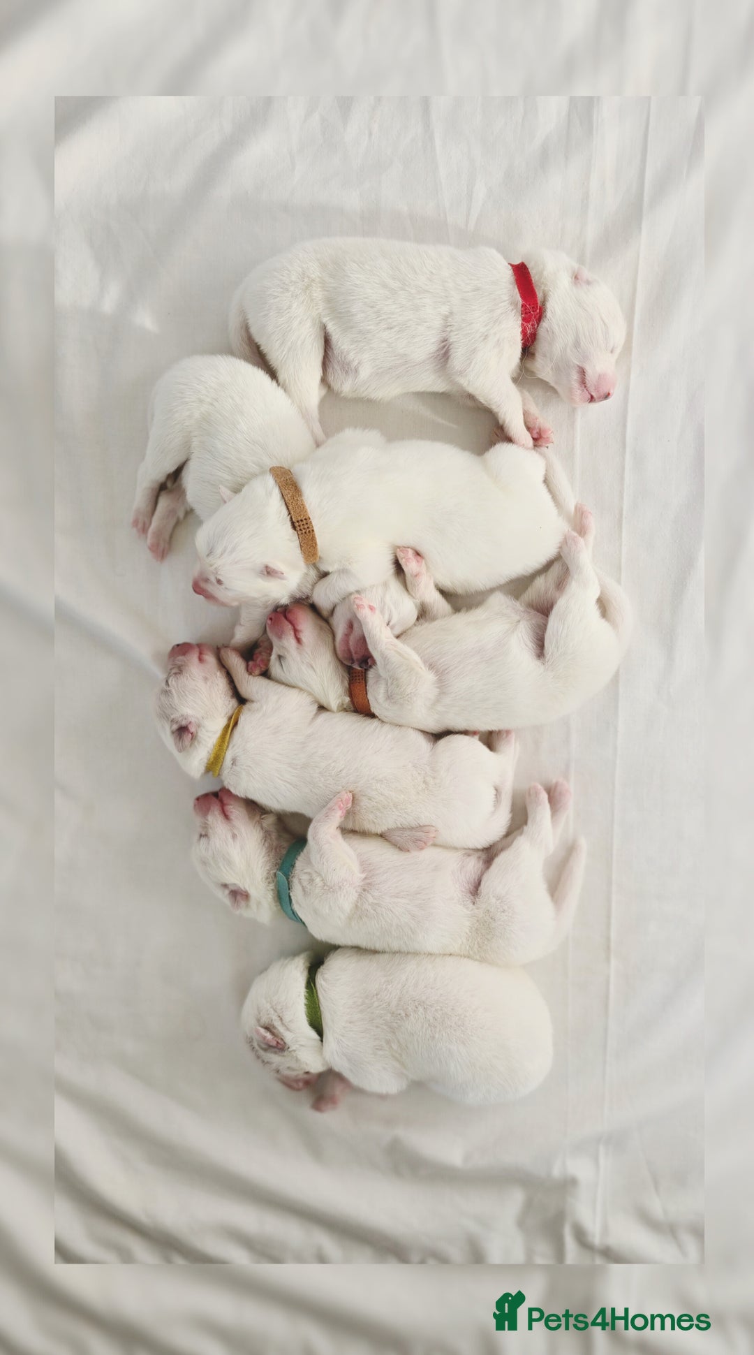 Samoyed dogs for sale: Pure white, excellent pedigree Samoyed puppies - Image 3