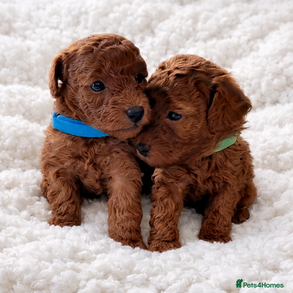 Toy Poodle dogs Exceptional Tiny Toy Poodle Puppies in Shoreham-by-Sea - Advert 2