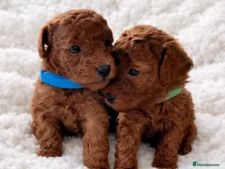 Toy Poodle dogs Exceptional Tiny Toy Poodle Puppies in Shoreham-by-Sea - Advert 2