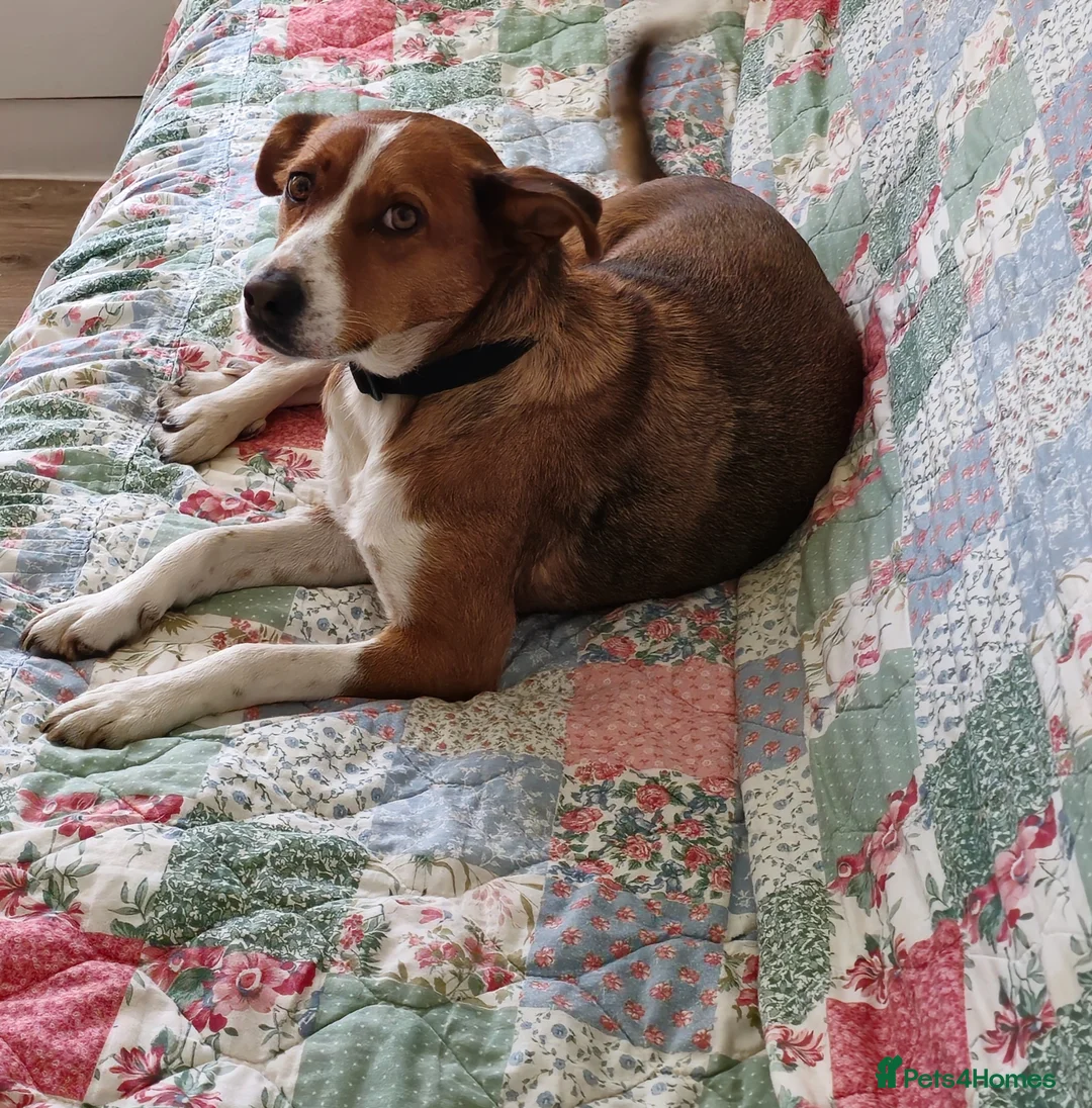 Mixed Breed dogs for adoption: Affectionate Milli looking for experienced owners - Advert 1