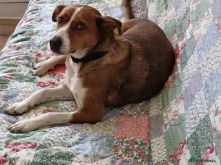 Mixed Breed dogs Affectionate Milli looking for experienced owners - Advert 4