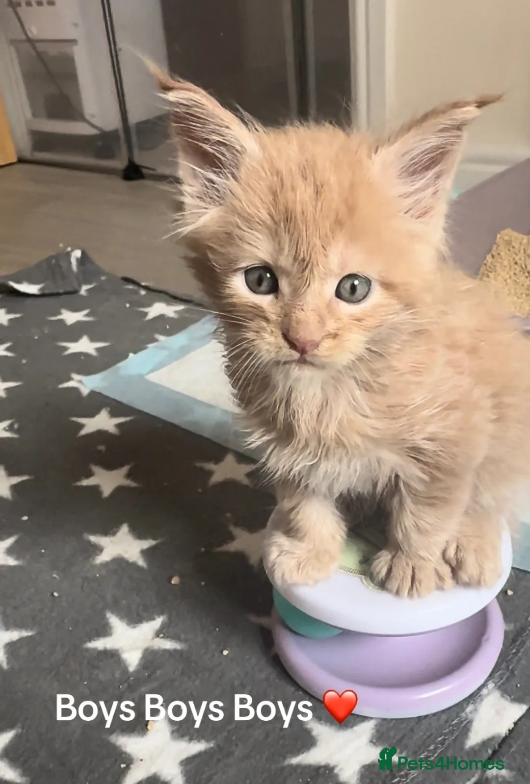 Maine Coon cats for sale: Tica registered Maine Coons - Advert 7