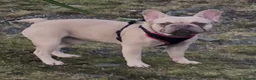 French Bulldog dogs for sale: Lilac/cream,platinum & fawn frenchie puppies - Advert 11