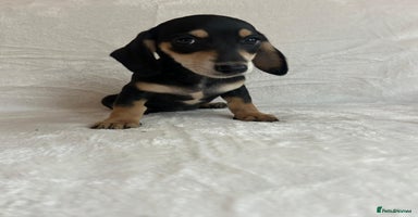 Miniature Dachshund dogs - Advert 15