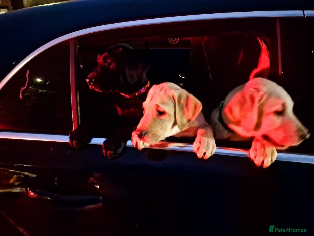 Labrador Retriever dogs for sale: Labrador puppies - Advert 19