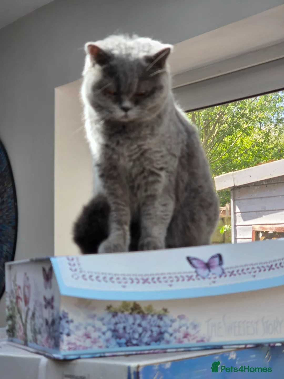 British Shorthair cats for sale: Adult British short hair blue female 2 years old  - Advert 2