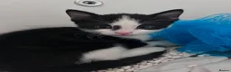 Mixed Breed cats for sale: Kittens for sale  - Advert 9