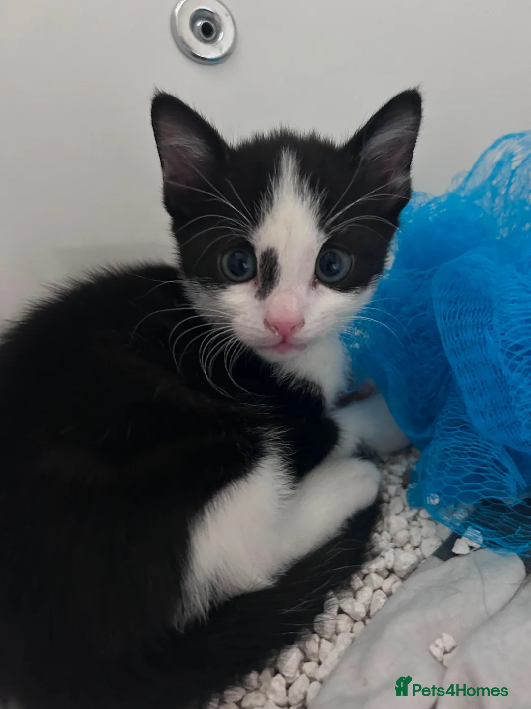 Mixed Breed cats for sale: Kittens for sale  - Advert 9