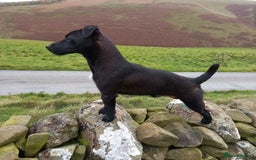 Patterjack dogs for sale: Patterdale - Advert 2