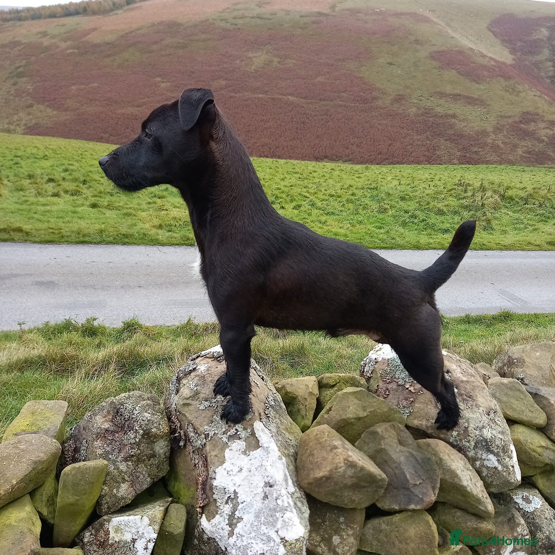 Patterjack dogs for sale: Patterdale - Advert 2