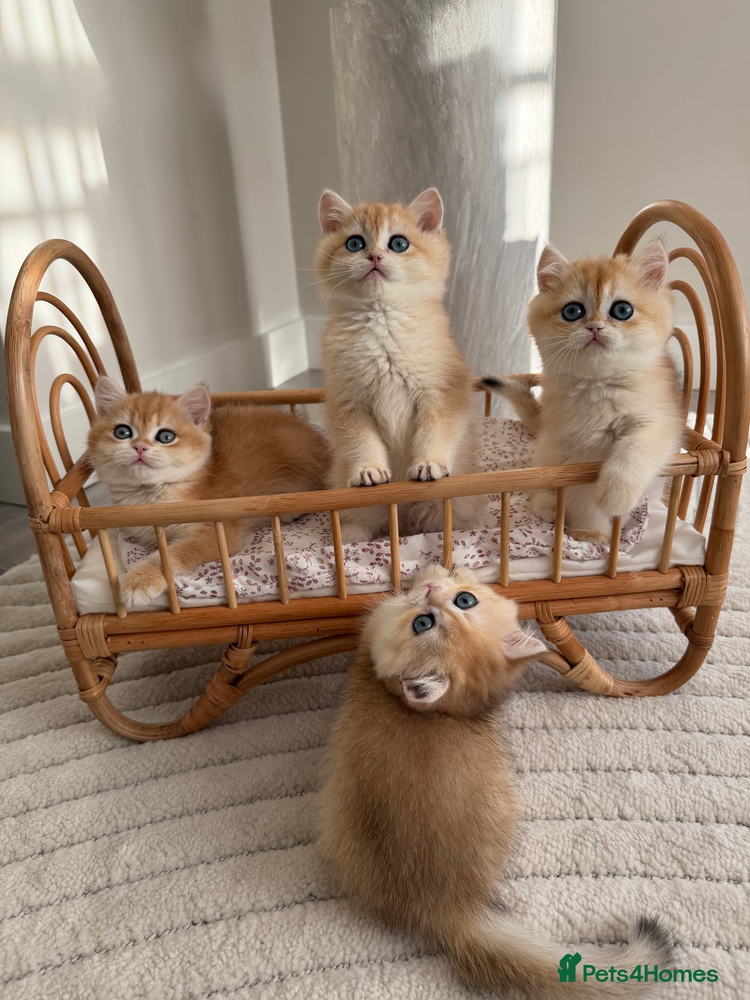 British Shorthair cats for sale: Golden British shorthair kittens - Advert 4