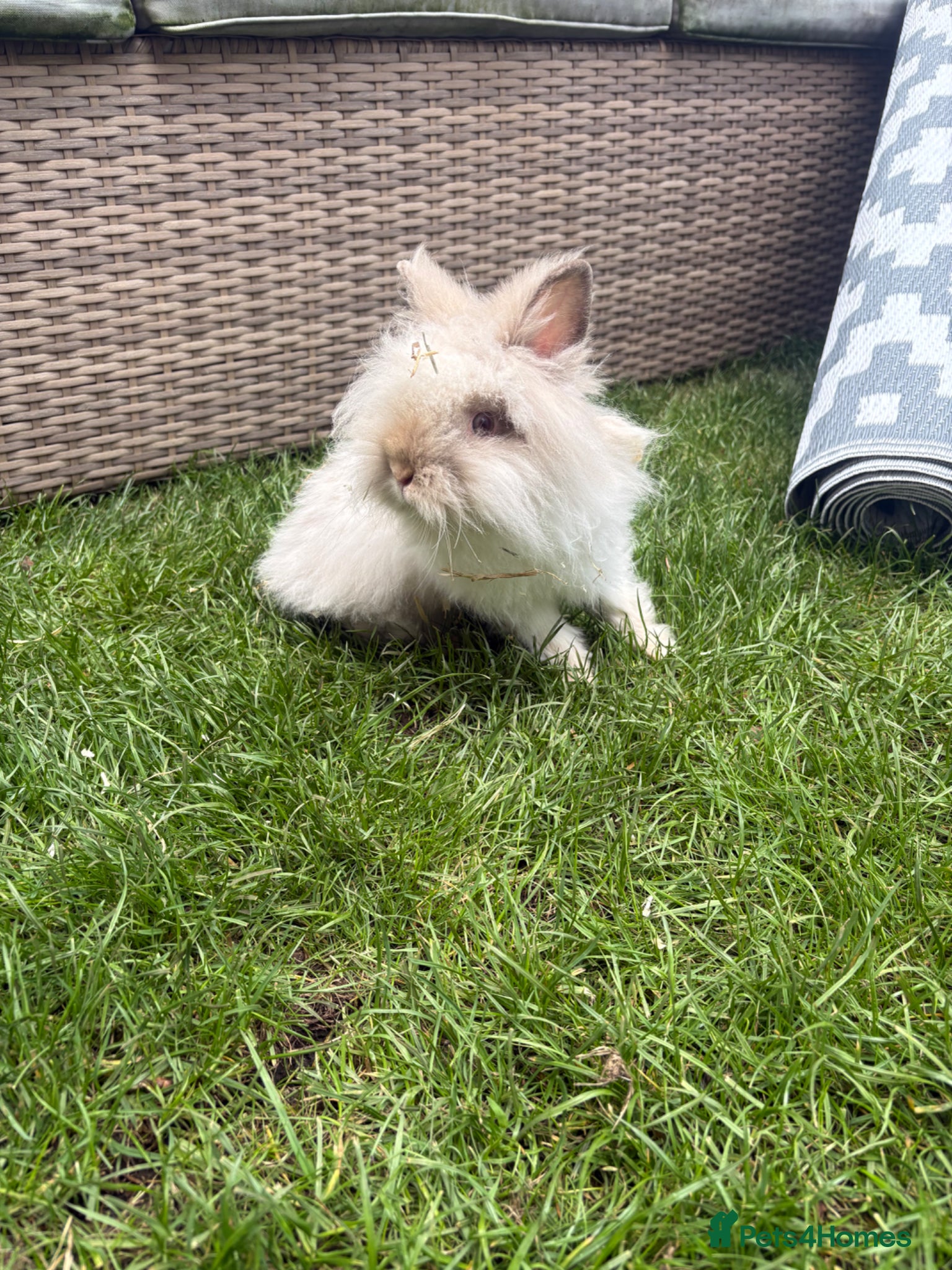 Lionhead rabbits Angora/lionhead rabbit  - Advert 1