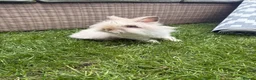 Lionhead rabbits for sale: Angora/lionhead rabbit  - Advert 1
