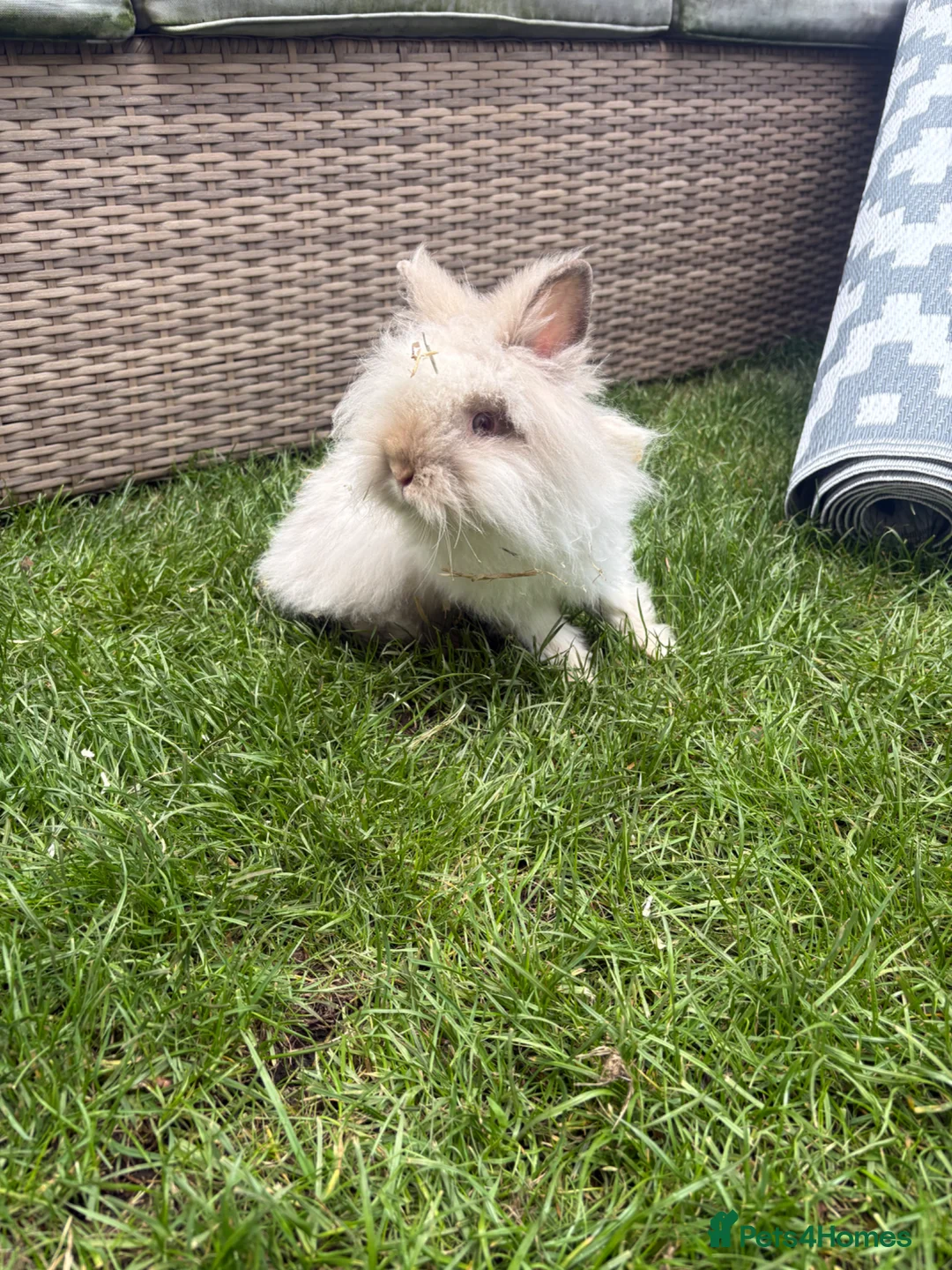 Lionhead rabbits for sale: Angora/lionhead rabbit  - Advert 1