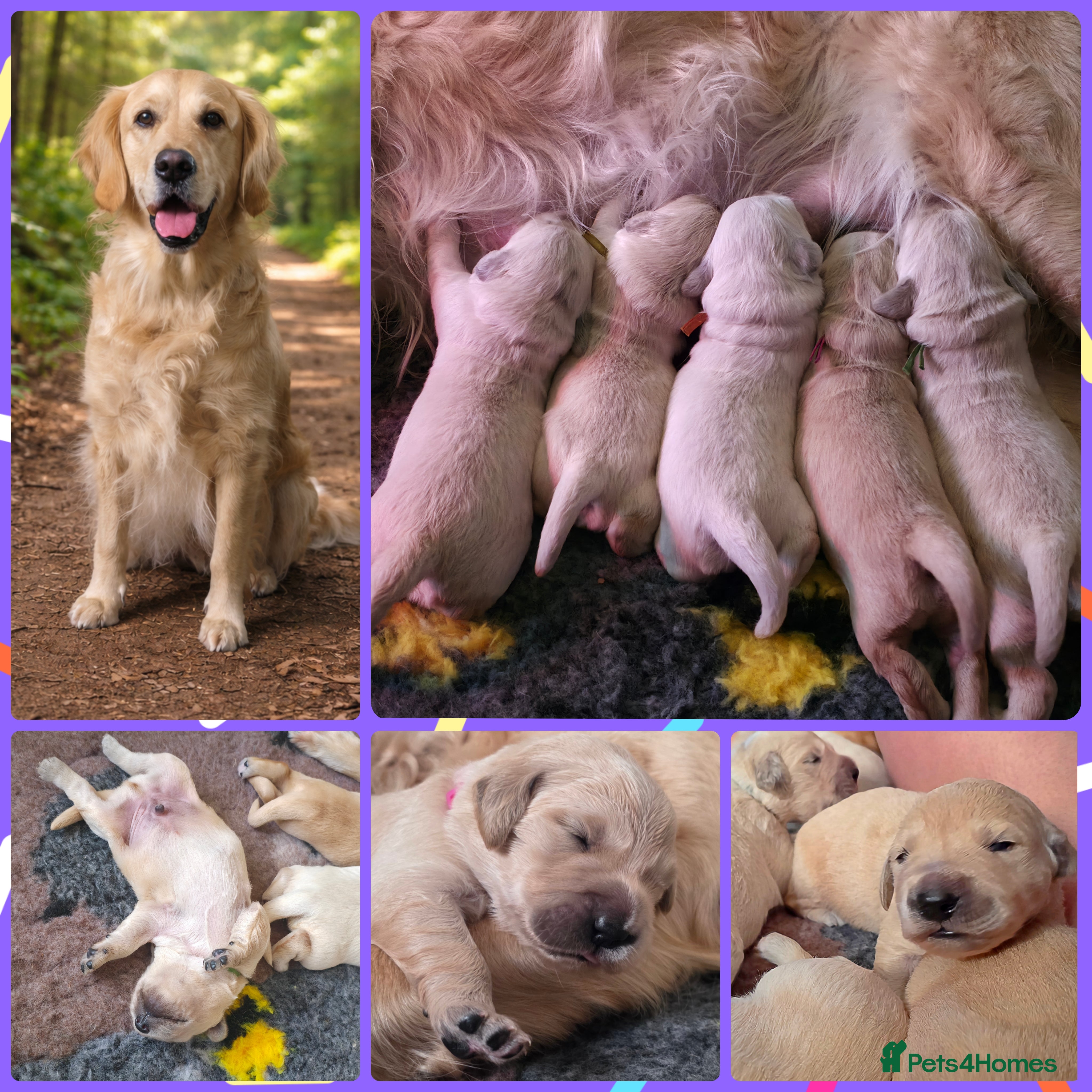 Golden Retriever dogs KC Golden Retrievers 🧬 Health Tested Parents - Advert 1