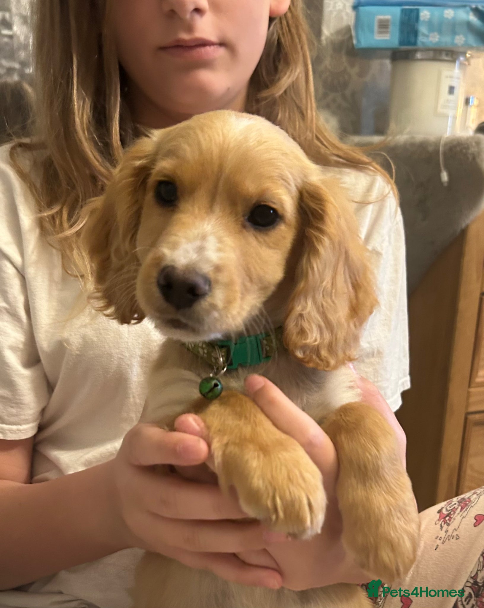 Cockapoo dogs 🌟🐾 ready now F1 cockapoo pups for sale 🐾🌟 - Advert 2