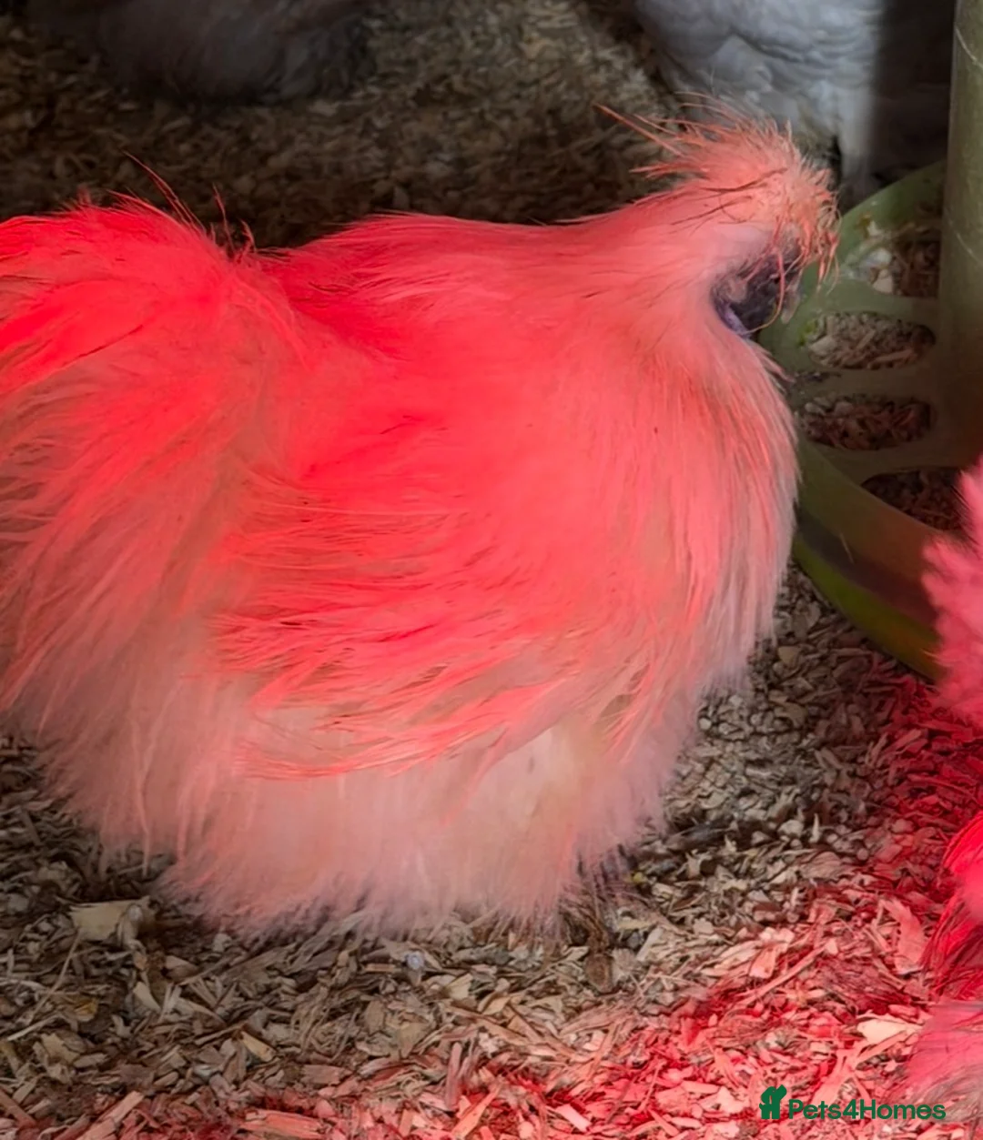 Chickens poultry for sale: Miniature white silkie cockerel  - Advert 2