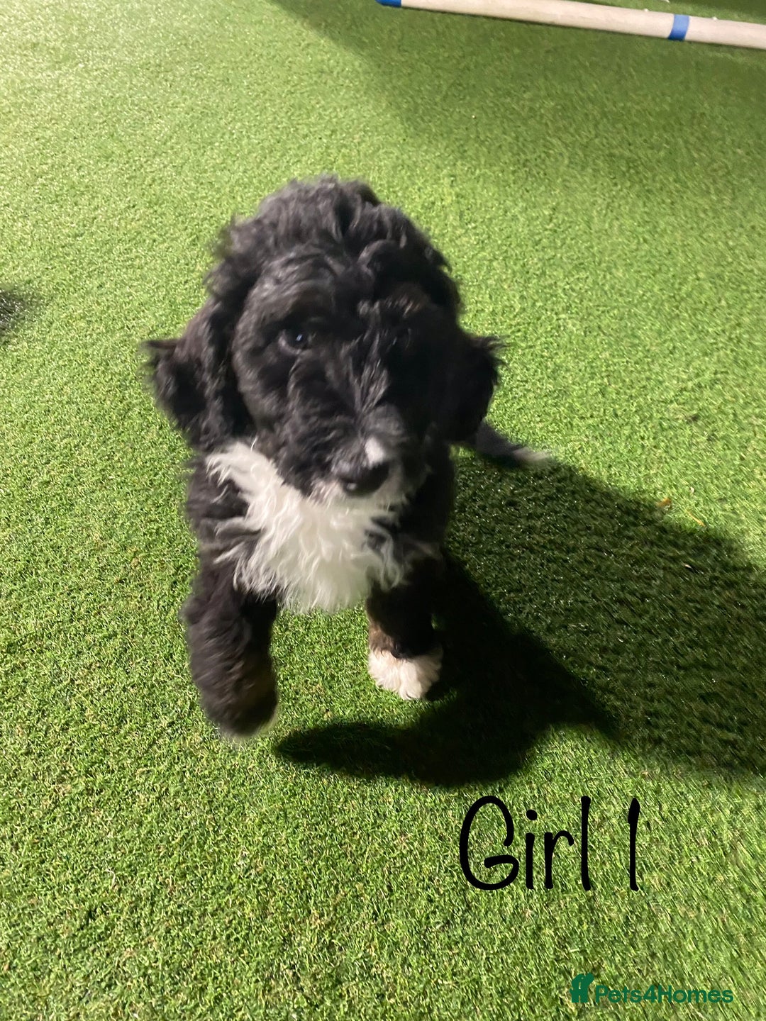 Bernedoodle dogs for sale: Tri-colour Bernedoodle  puppies  - Advert 8