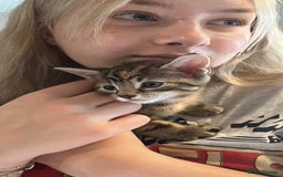 Mixed Breed cats for sale: Beautiful kittens - Image 11