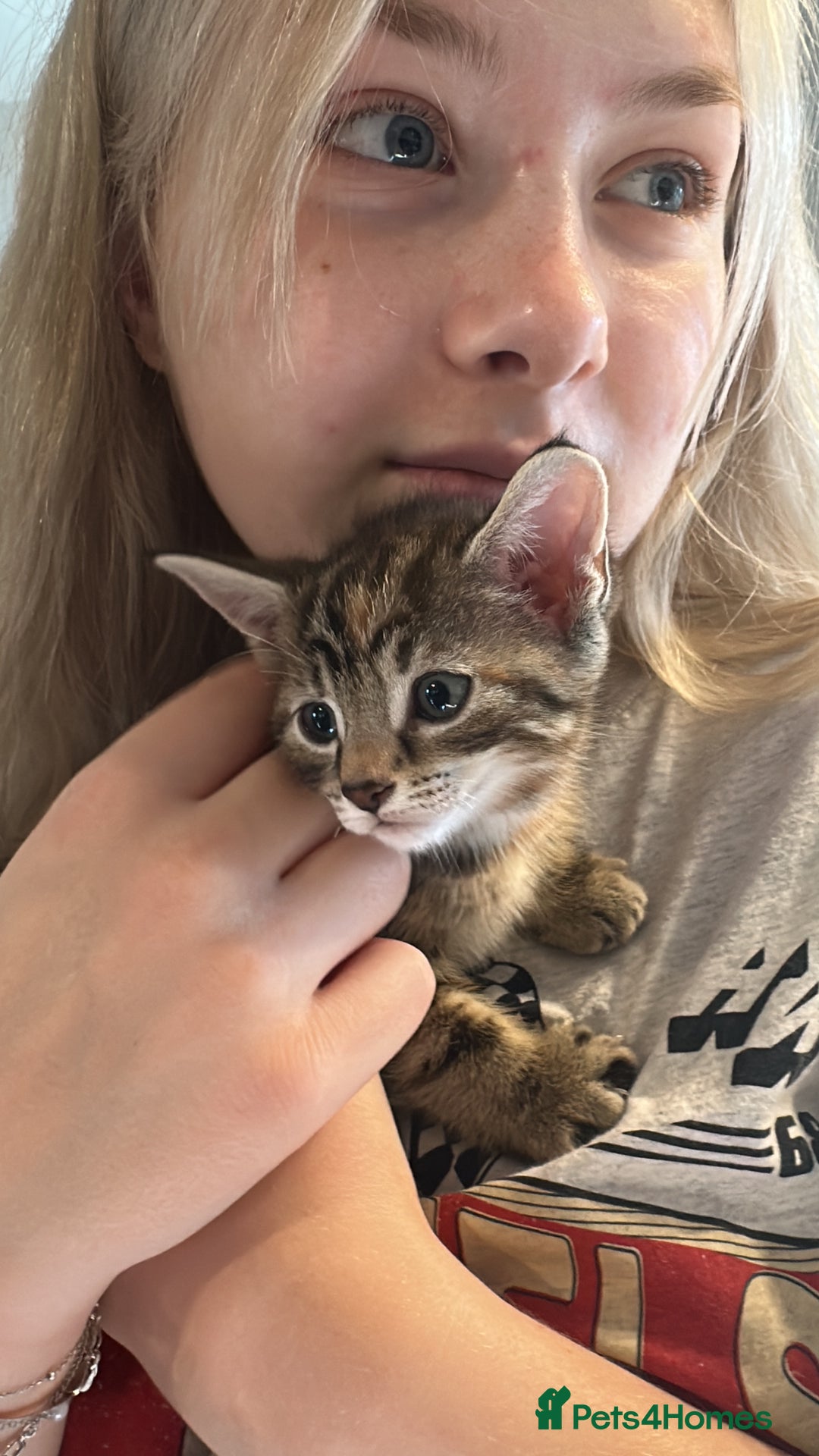 Mixed Breed cats for sale: Beautiful kittens - Image 11