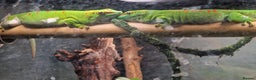 Gecko reptiles for sale: WANTED adult MALE Giant Day Gecko - Advert 1