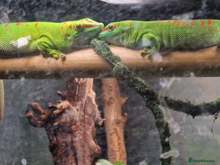 Gecko reptiles WANTED adult MALE Giant Day Gecko - Advert 2