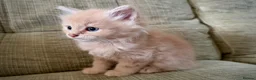 Mixed Breed cats for sale: 🐱 Beautiful Kittens Looking for Loving Homes  - Advert 3