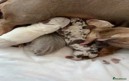 Miniature Dachshund dogs for sale: Dolly mixture dapple/piebald  - Image 8