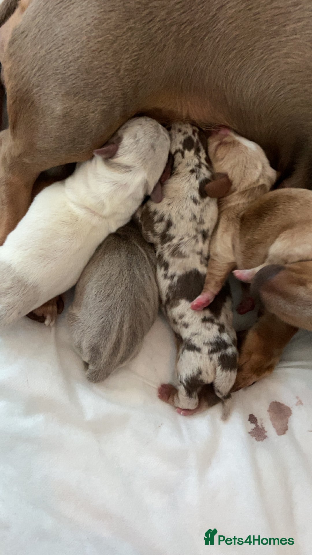 Miniature Dachshund dogs for sale: Dolly mixture dapple/piebald  - Image 8