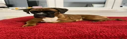 Boxer dogs for sale: Beautiful, KC registerd boxer puppies for sale in Canvey Island - Advert 2