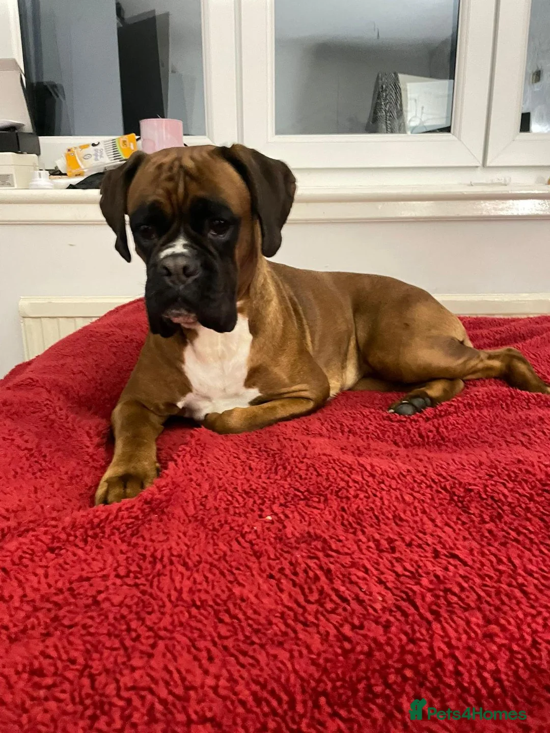 Boxer dogs for sale: Beautiful, KC registerd boxer puppies for sale in Canvey Island - Advert 2