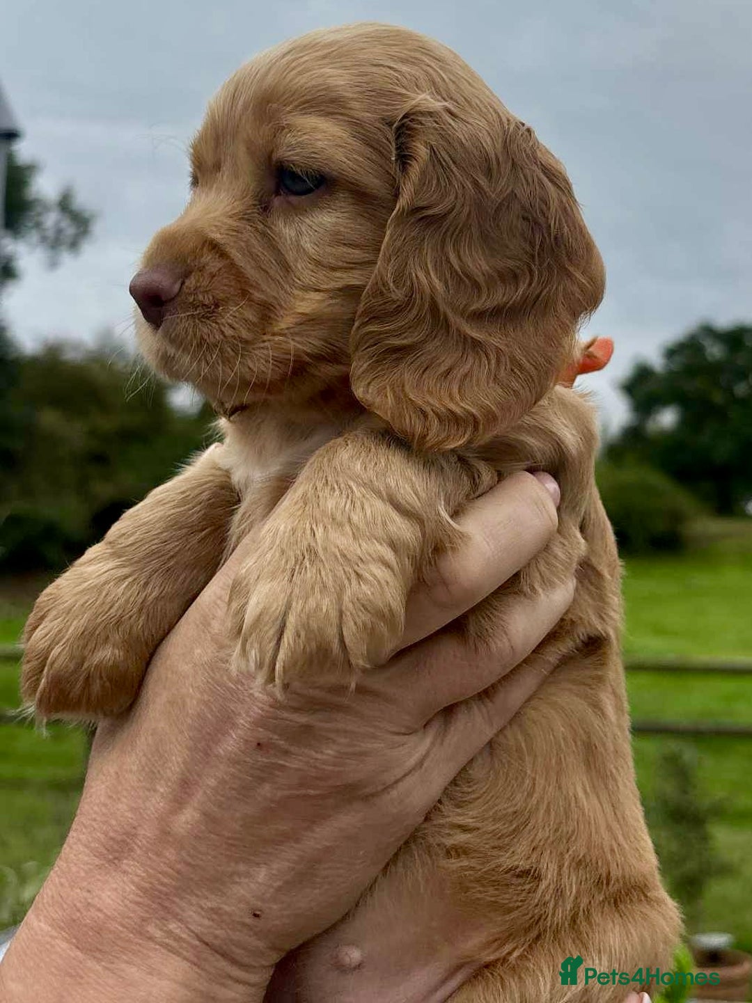 Cocker Spaniel dogs for sale: Cocker Spaniel Purebred Puppies Bitches available - Image 22