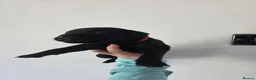 Patterdale Terrier dogs for sale: Patterdale Terrier Pups - Advert 2