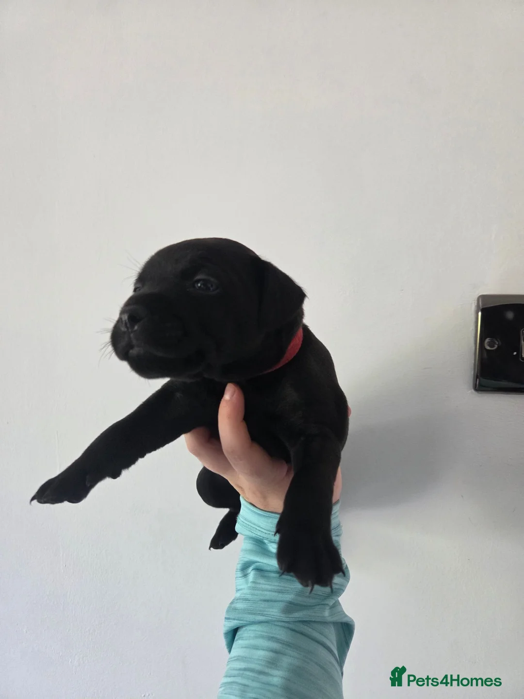 Patterdale Terrier dogs for sale: Patterdale Terrier Pups - Advert 2