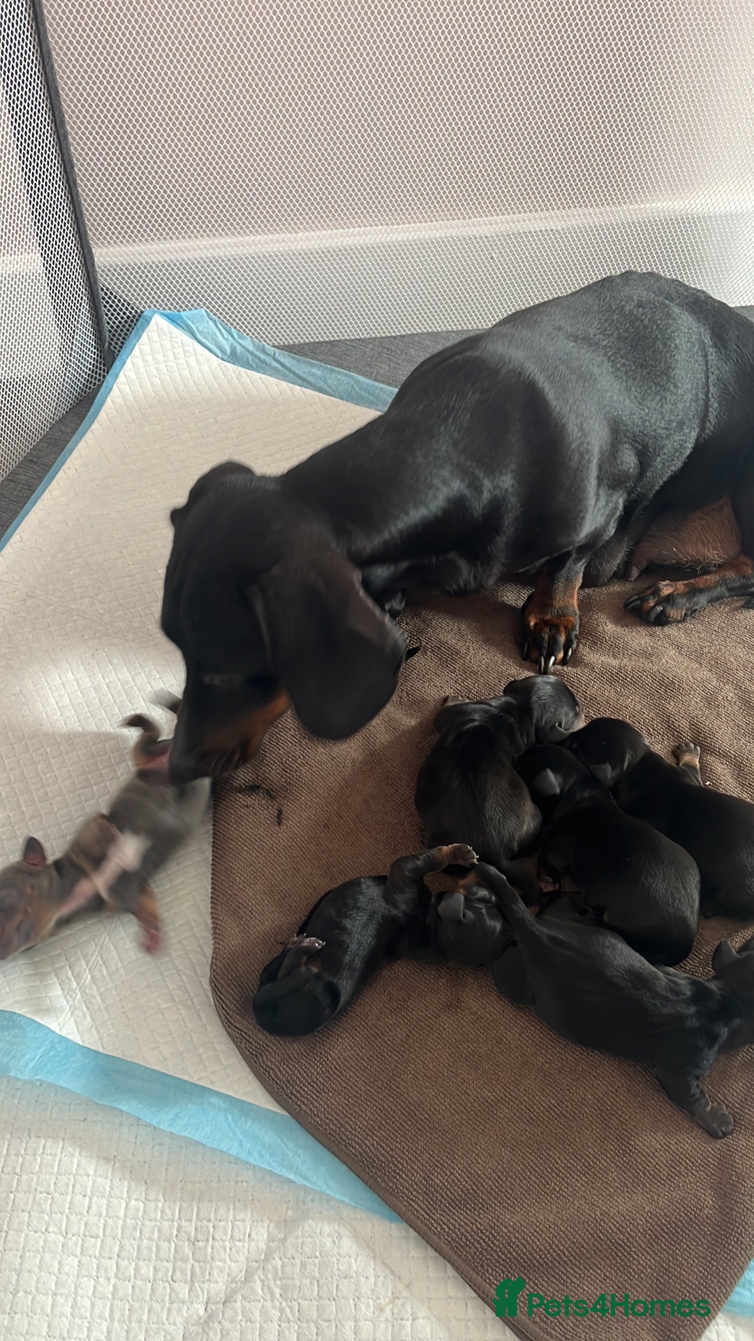Dachshund dogs for sale: *** 4 puppies ready to go **  - Image 9
