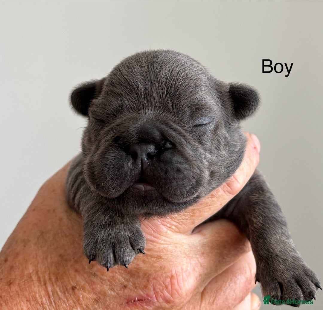 French Bulldog dogs for sale: French Bulldog Puppies - Image 2