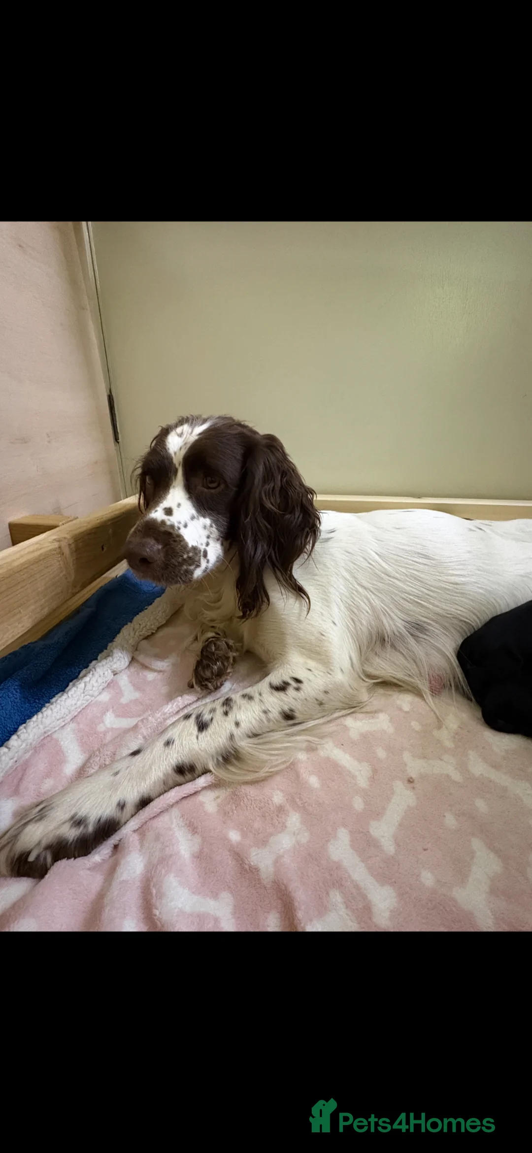 Sprocker dogs for sale: Beautiful sprockers in Fareham - Advert 1