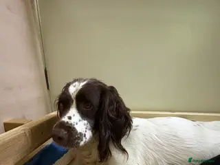 Sprocker dogs Beautiful sprockers - Advert 3