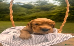Cocker Spaniel dogs for sale: Working Cocker Spaniel Puppies  - Image 8