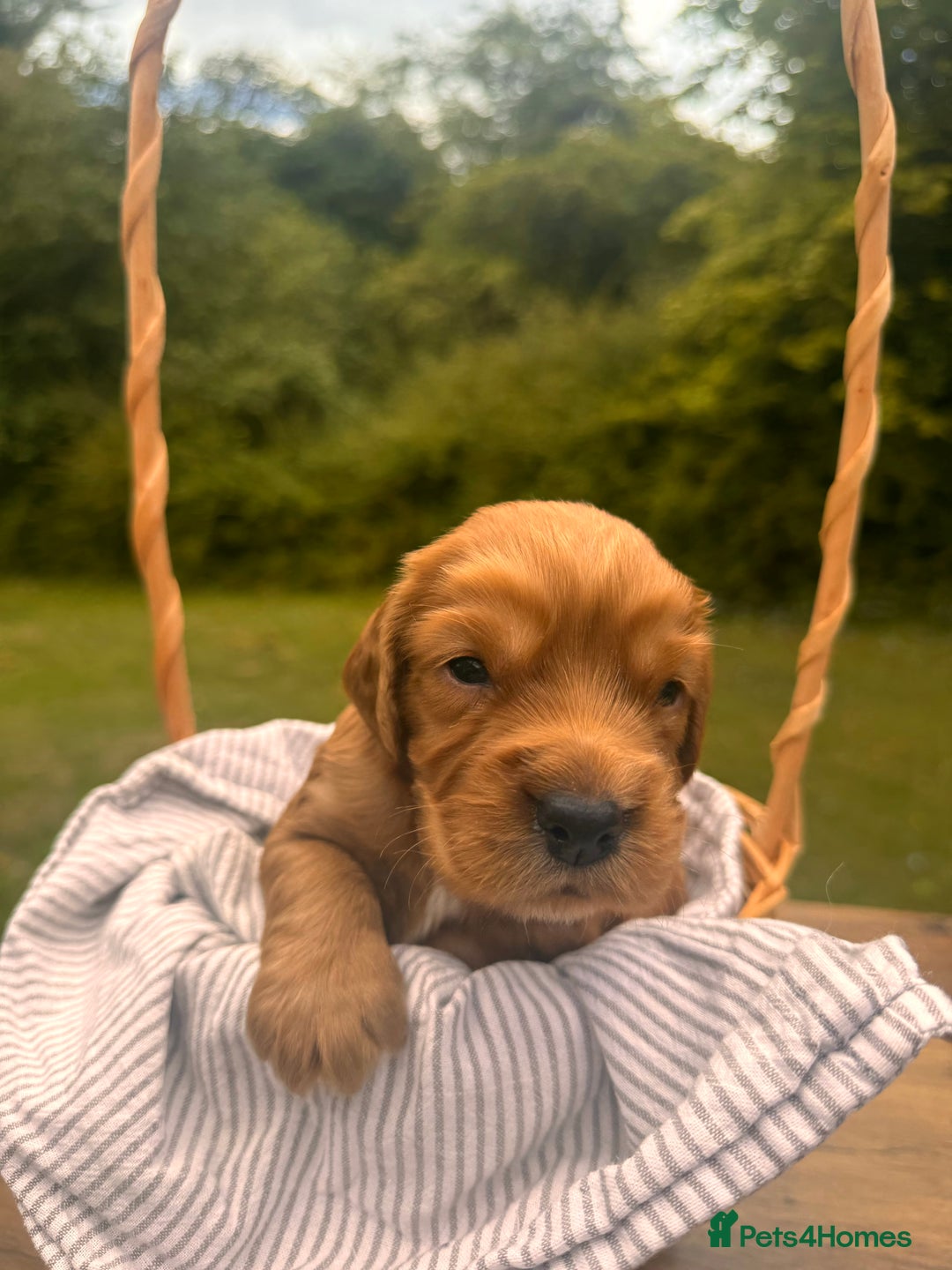 Cocker Spaniel dogs for sale: Working Cocker Spaniel Puppies  - Image 8